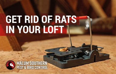 rat removal blandford forum|Kill Bill Pest Control (Dorset), Blandford Forum .